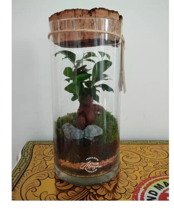 mithos-concept-prodotto-terrarium-bonsai-ficus-ginseng-giapponese-flor-maison